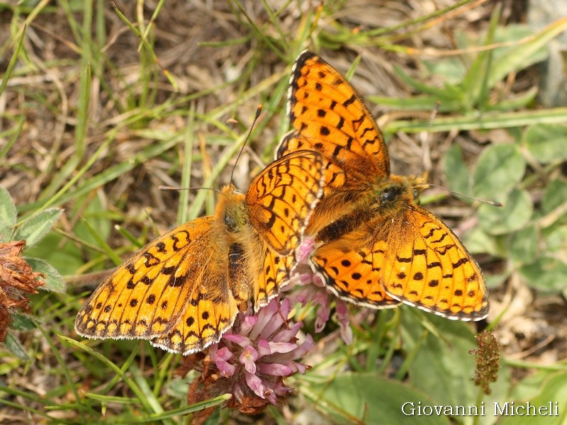 Argynnis niobe